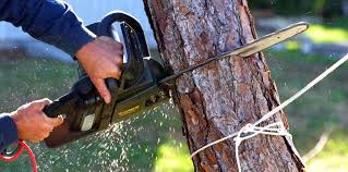 Professional  Tree Services in Birch Bay, WA