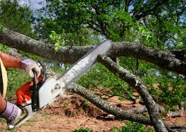 Why Choose Our Tree Removal Services in Birch Bay, WA?