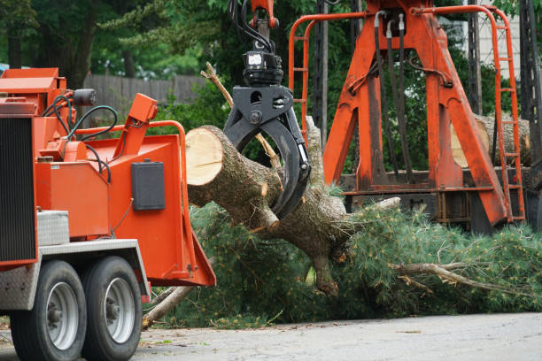 Organic Lawn Care Solutions in Birch Bay, WA